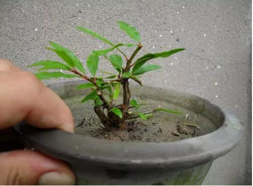石榴树如何扦插繁殖?两三公分粗的石榴树枝条能扦插活吗?