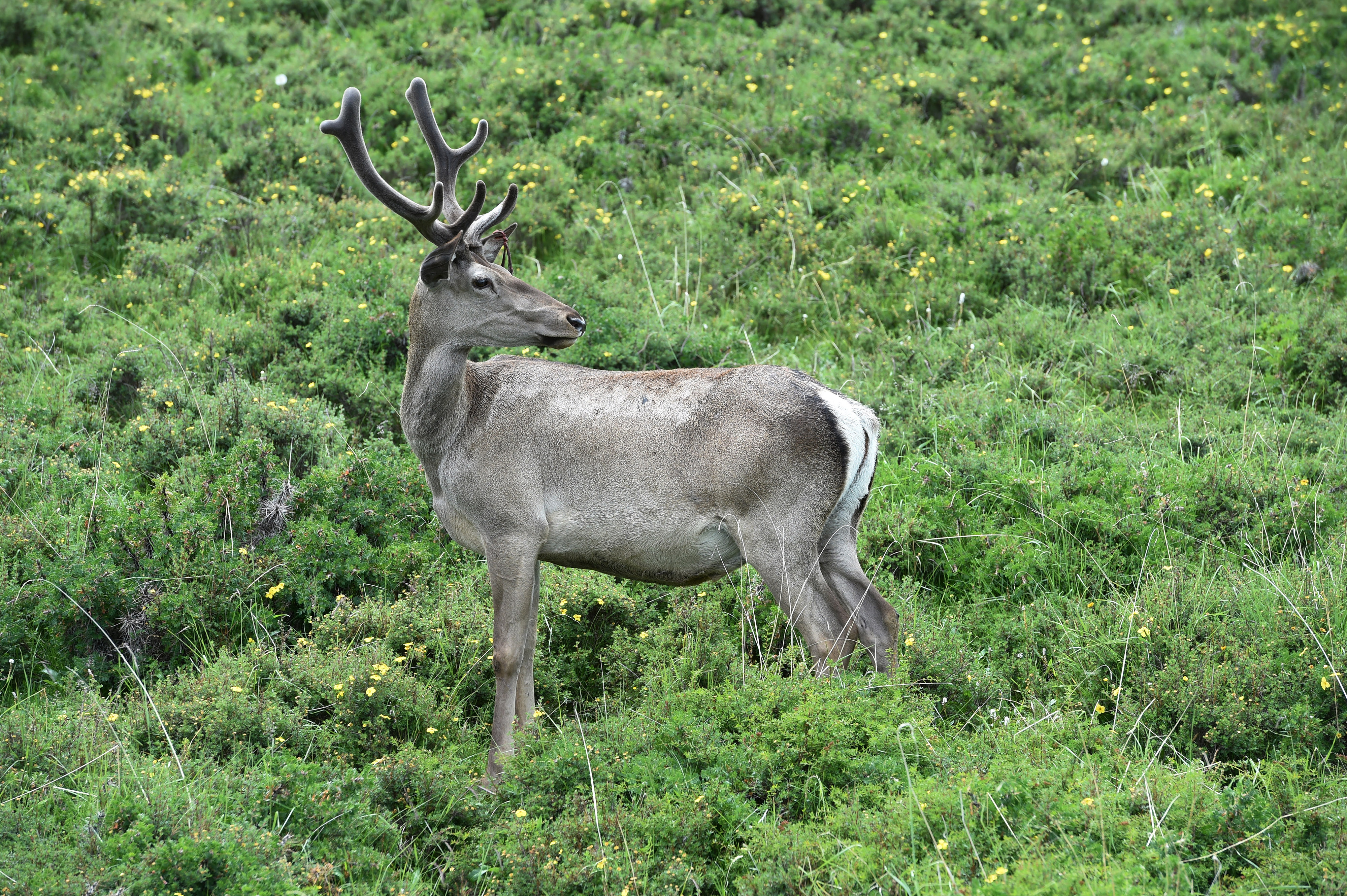 祁连山下呦呦鹿鸣