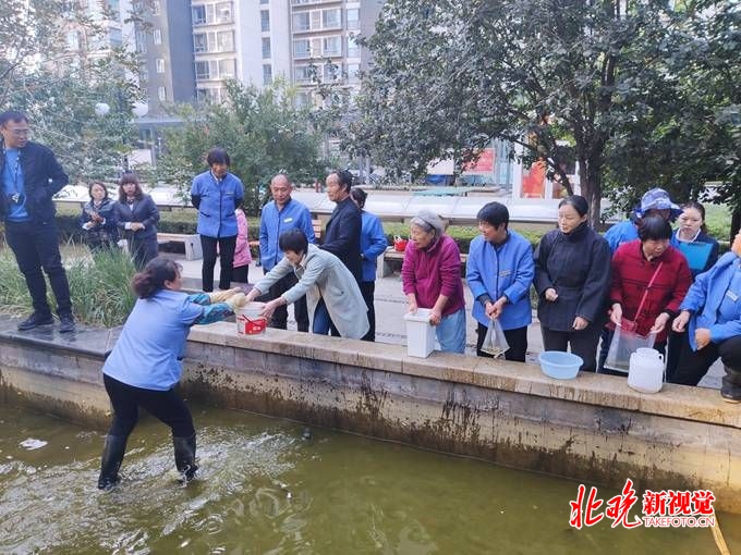 朝阳区鹿港嘉苑小区进行观赏鱼认养活动:鱼儿领回家 安心过暖冬