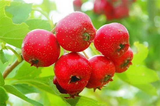 10种口感很酸的水果,十大酸甜可口又有营养的水果