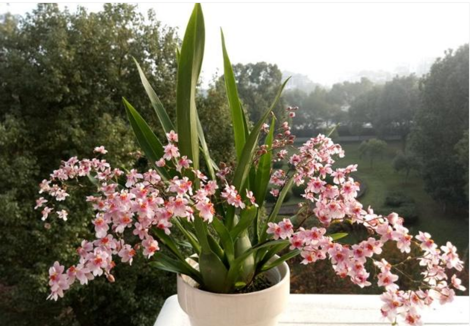 花香最濃的蘭花,花朵一開,十里飄香,花期長,漂亮又好養