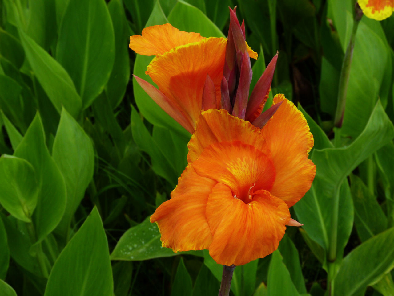 这一款美人蕉,可以吸附空气中的二氧化碳