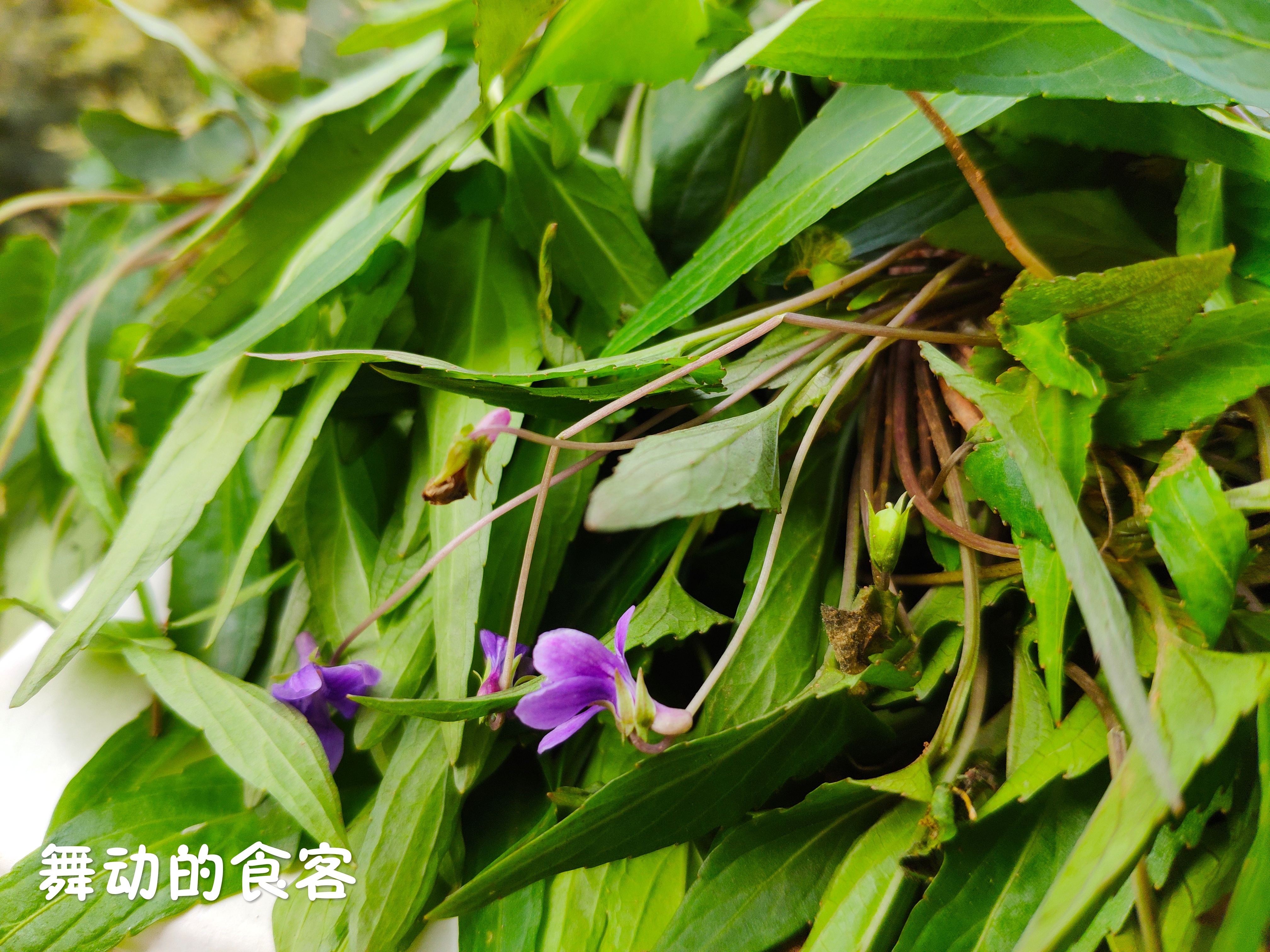 它是野菜中的多面手,早春最美的观赏植物,既可盆栽入药又可食用