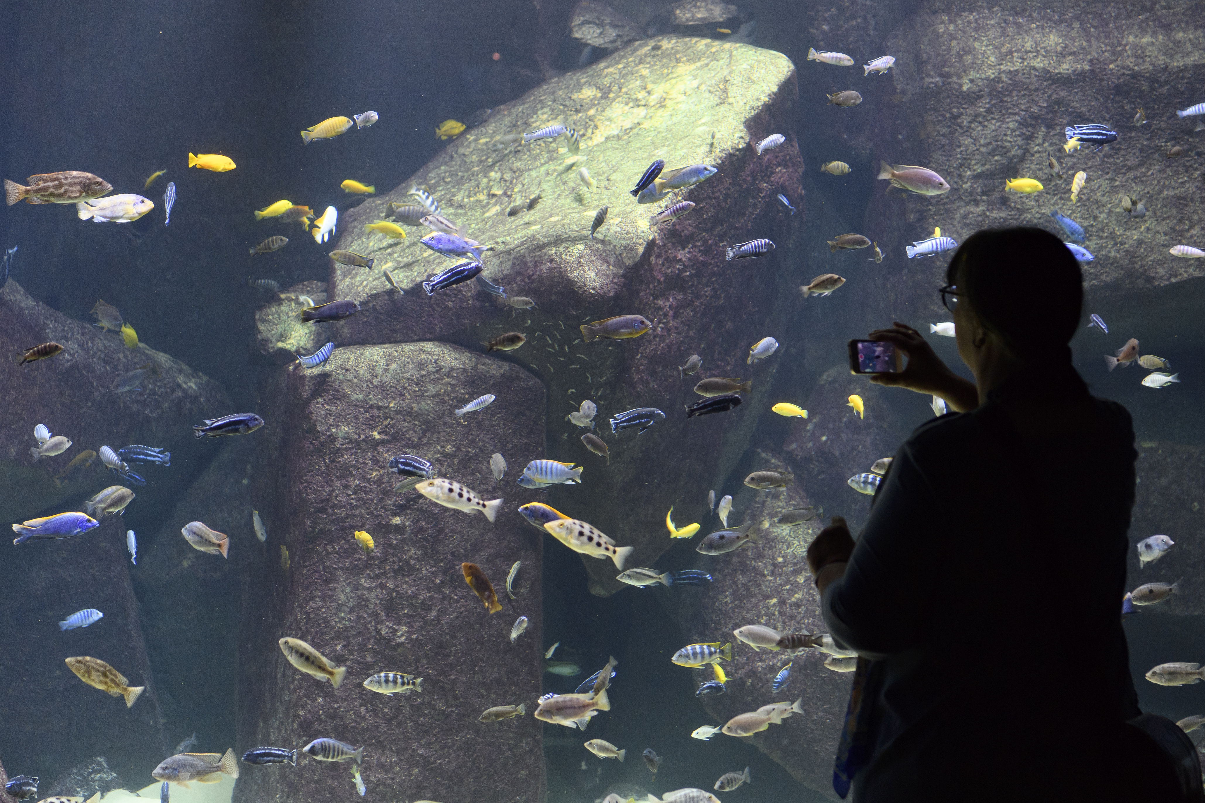 水族馆壁纸图片