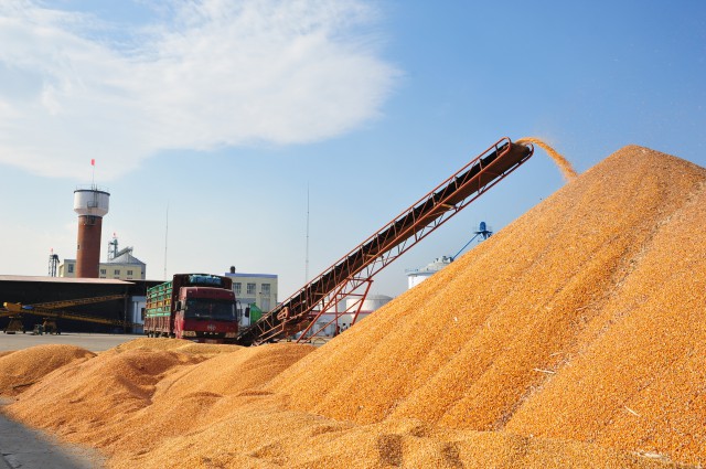 东北地区玉米连续降价,华北市场即将受到冲击,玉米市场何去何从