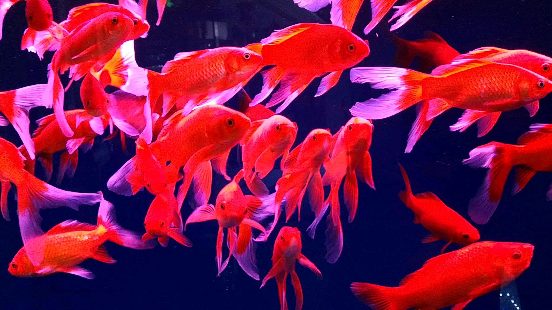 漂亮的红色小金鱼