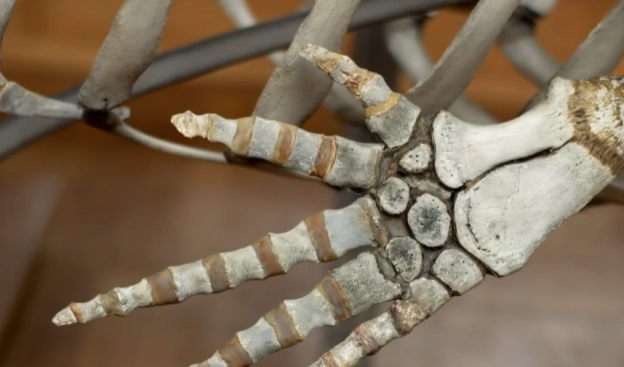 蓝鲸鱼鳍,是5根像人类的手指