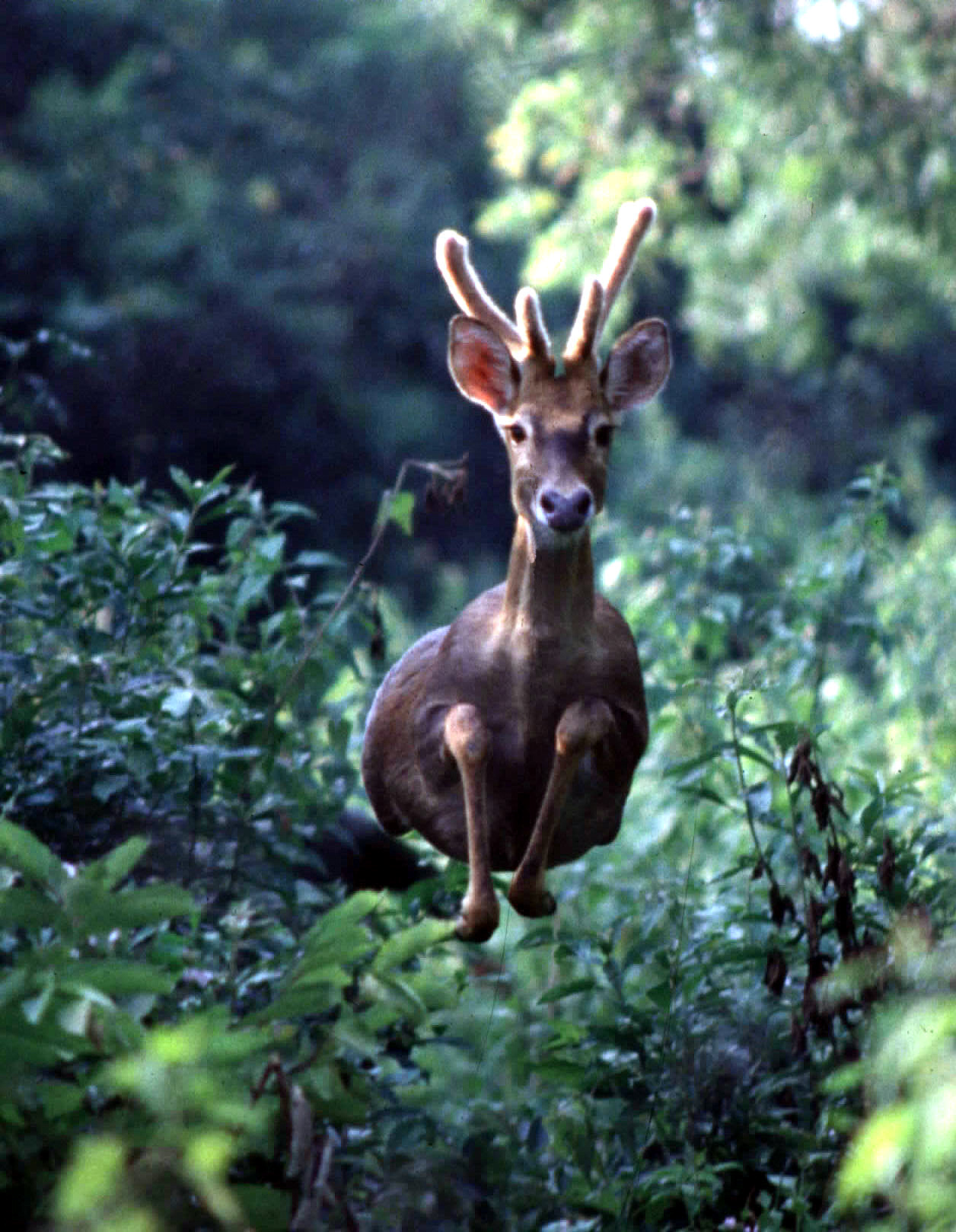 海南坡鹿:从濒临灭绝到海南名片(1)