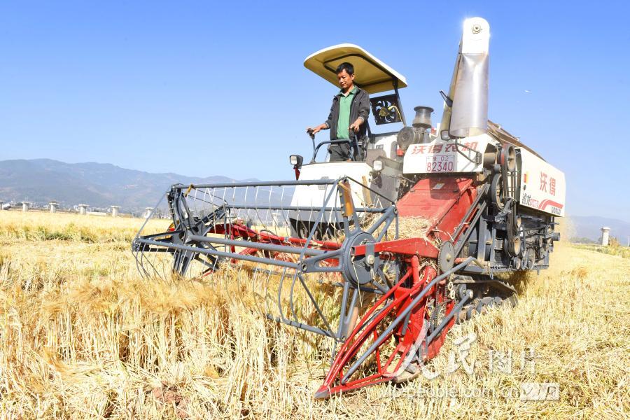 云南巍山:收割机助农抢收小春农作物