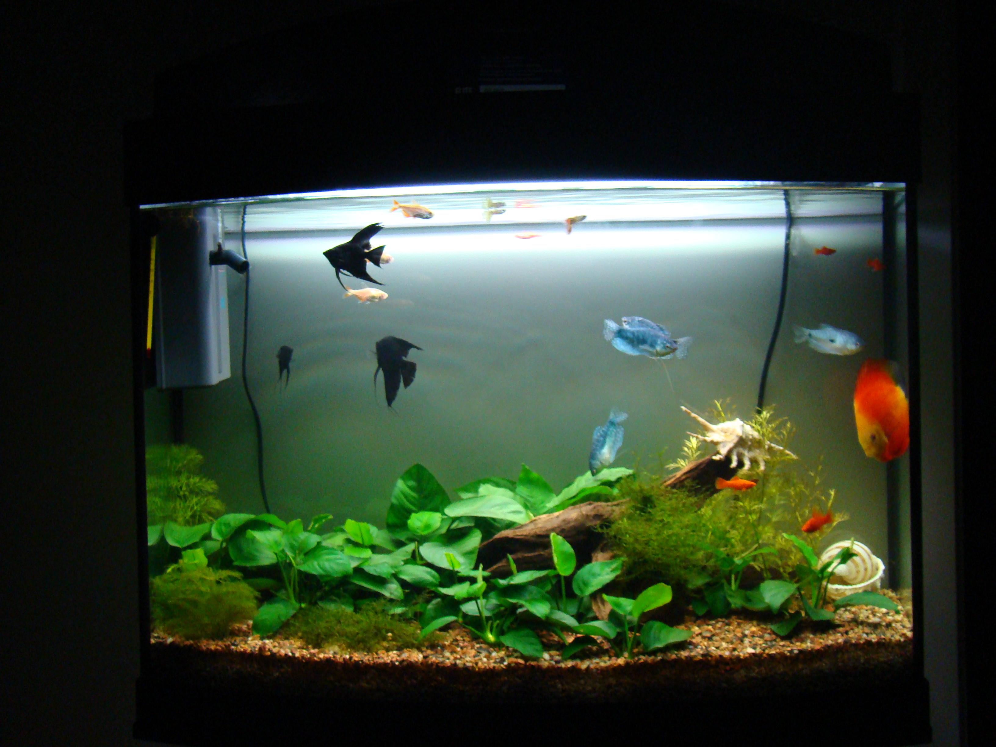 老玩家们首推的,水族箱里必备的器材,养鱼时能减少很多麻烦