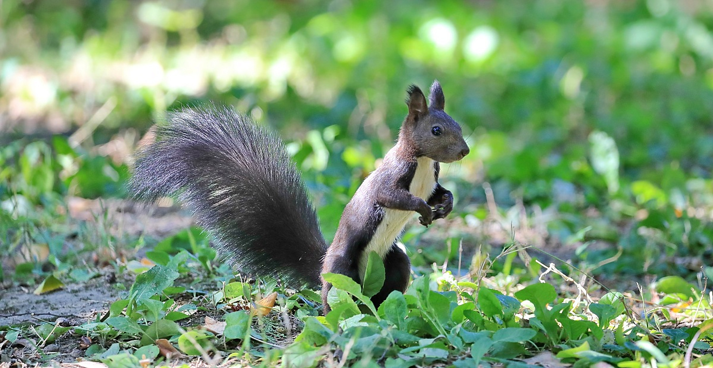 魔王松鼠,啮齿目松鼠科松鼠亚科动物,别名魔鬼松鼠,大尾松鼠.