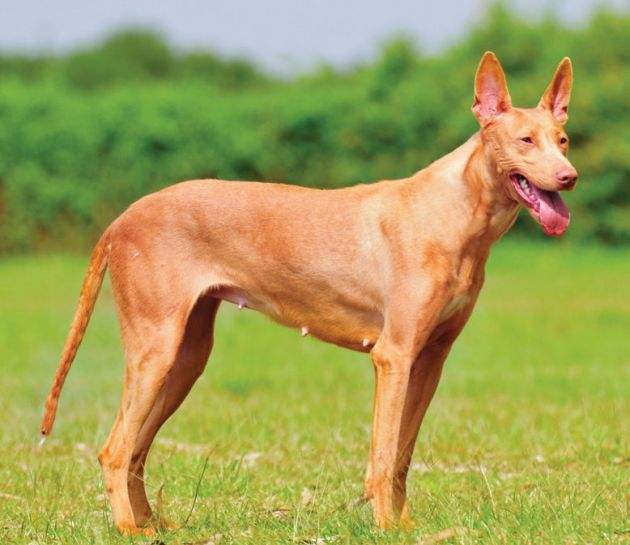 猎犬- 热门商品专区