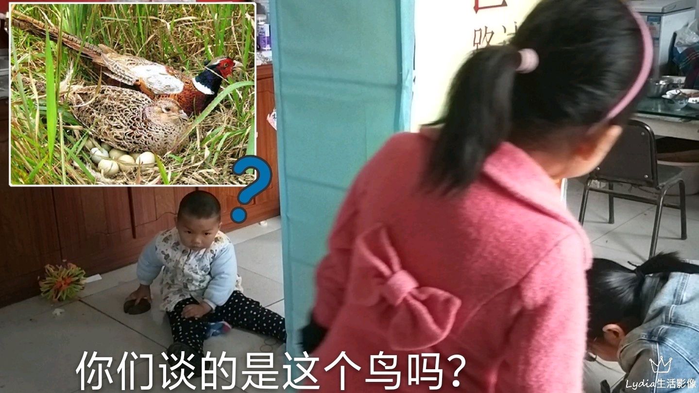 农村致富门路多,野鸡能换钱,没想到野鸡毛更值钱,还是天价!