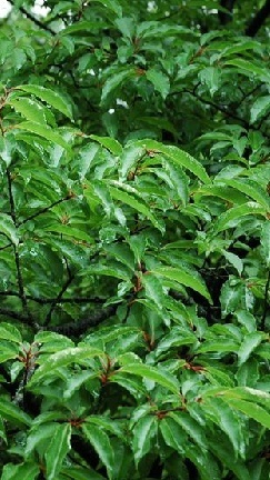 植物知识科普,小编带你了解无腺橉木