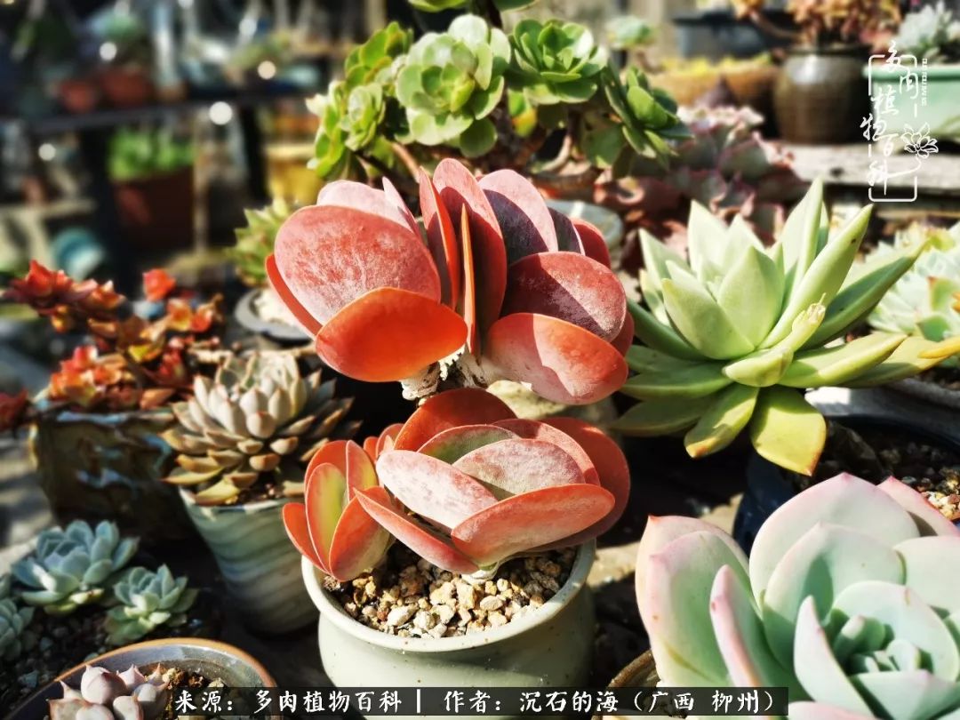 细数25种最省心最好养的多肉品种,露养家养随便养!