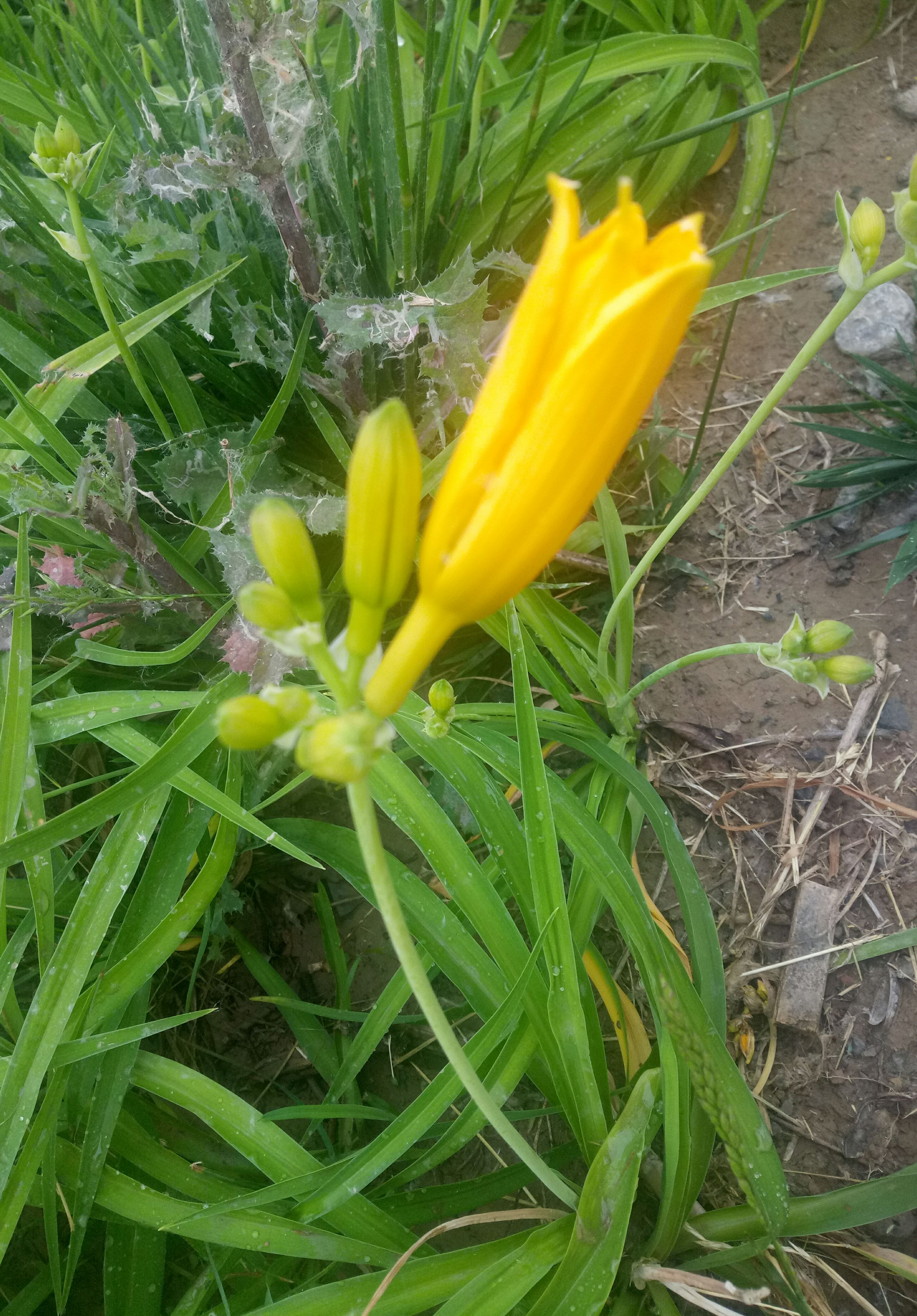 此種金針花,俗稱黃花菜.@風不聽