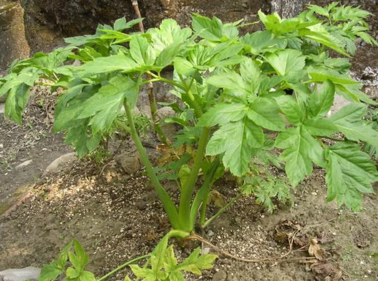 原产自日本的野菜,在国内又称"长寿菜,抗衰老效用比面膜还好