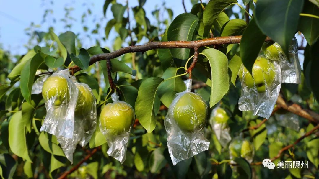 玉露香梨 山西玉露香梨树苗 玉露香梨树苗示范园