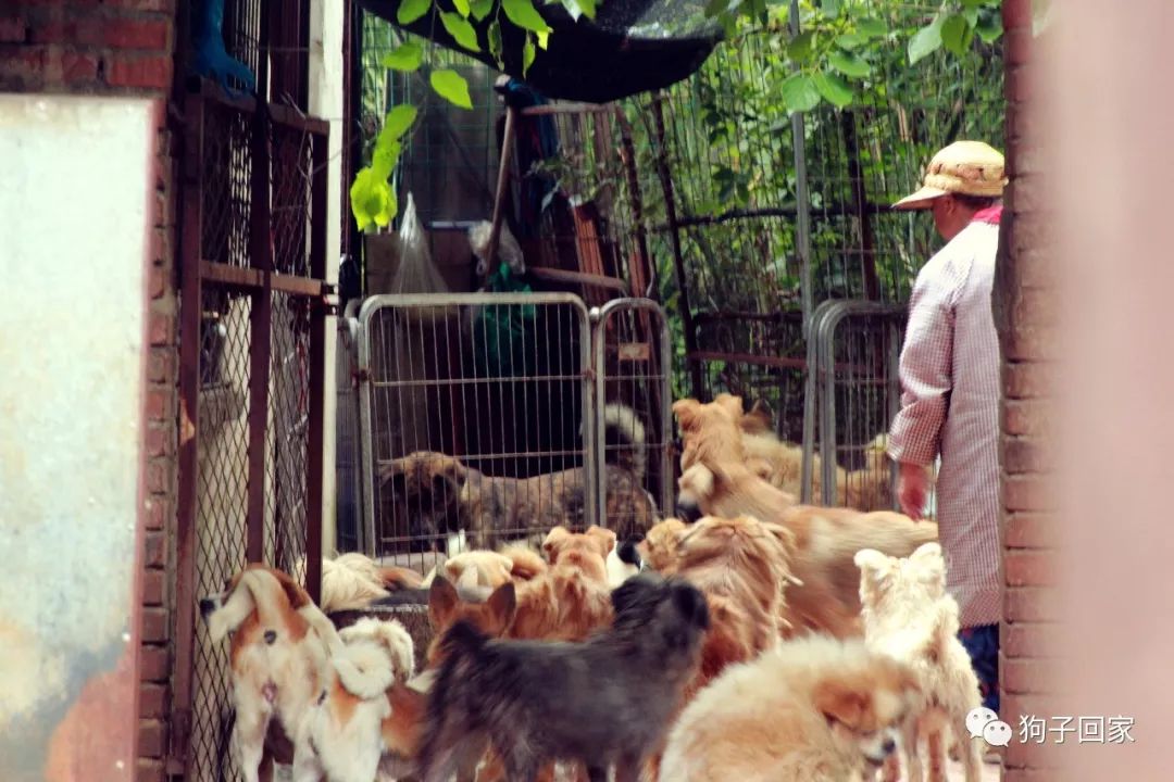 为什么原因,让一位年逾古稀的老人十年坚持收养流浪狗?