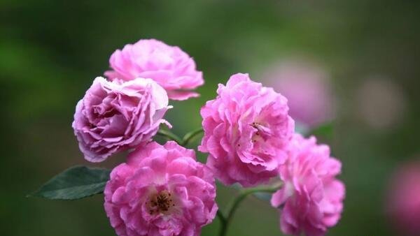 六月份开的花有哪些?六月份开的十种最美丽的花