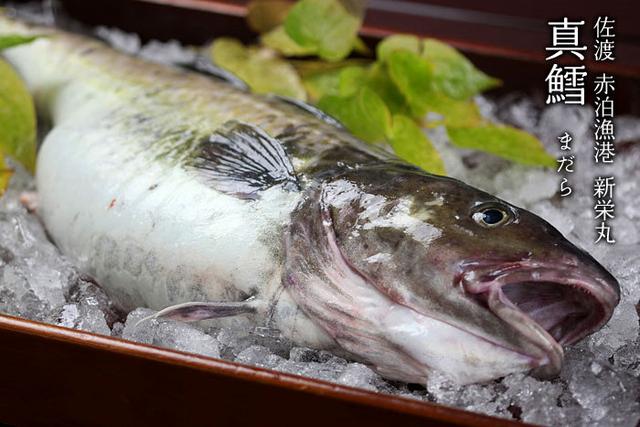 鳕鱼白子不可描述的美味,每年初冬是垂钓此鱼的最佳时机