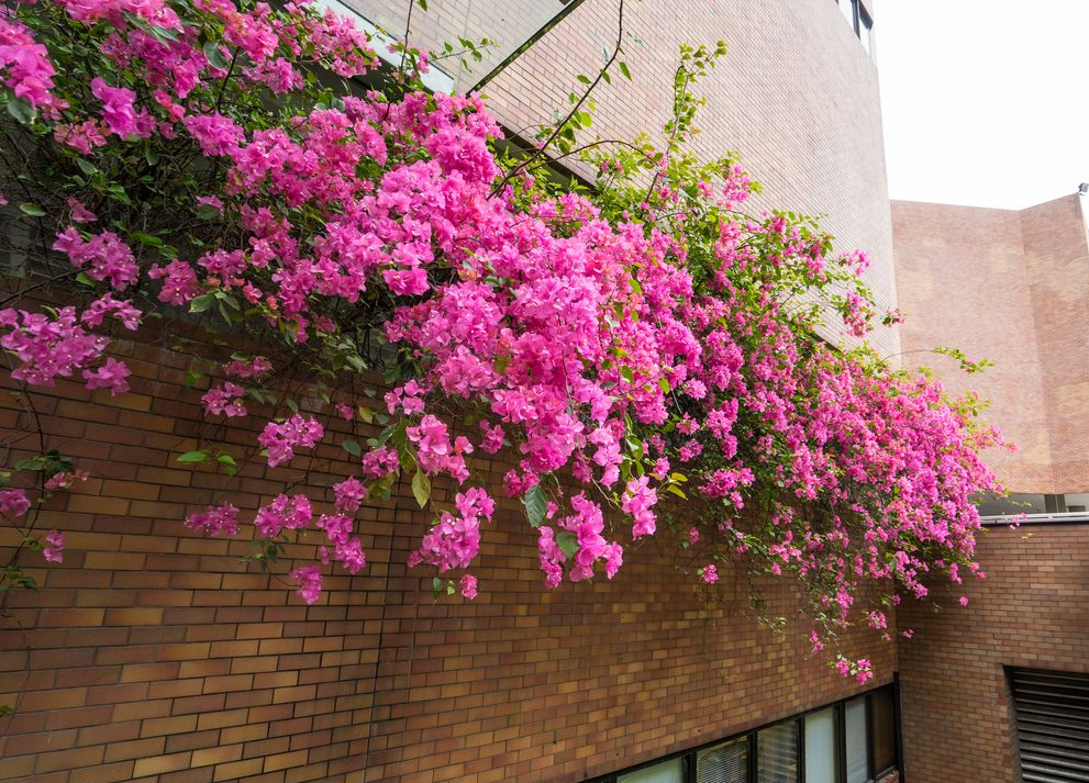 三角梅爬满围墙,花开烂漫时,就变成一道花墙,想不引起注意都难