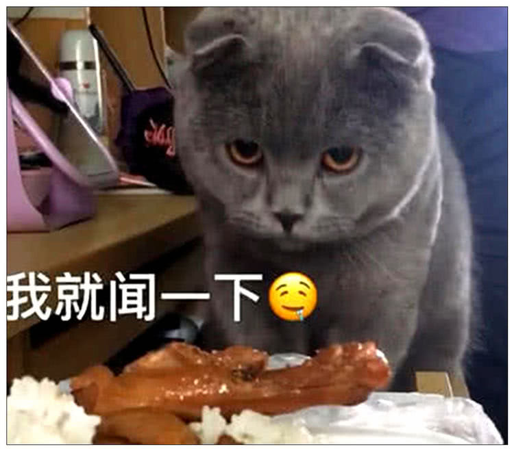 蓝猫讨吃小表情令铲屎官笑喷,猫:你看这鸡腿它又大又圆!