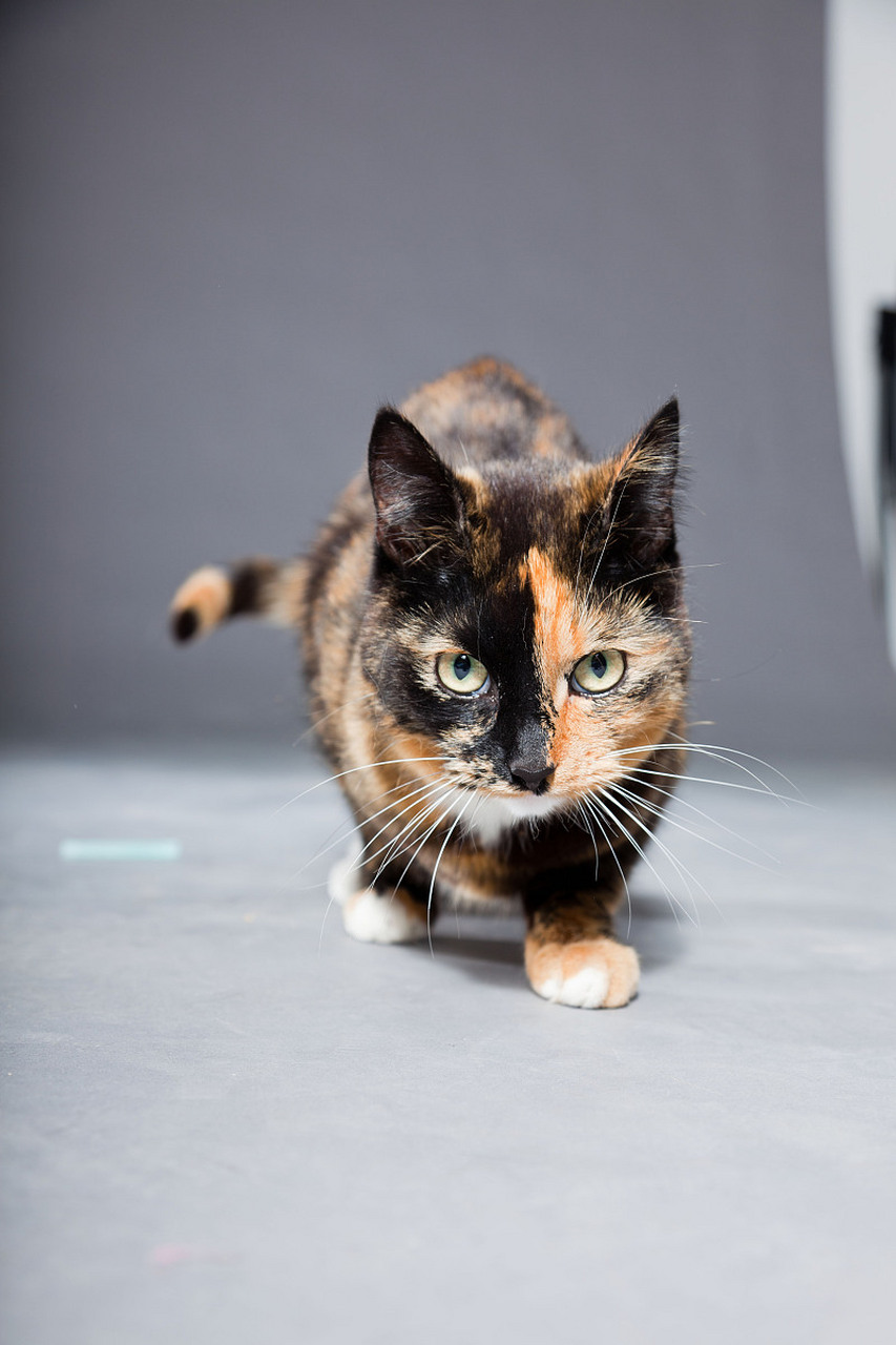 这只神秘猫的惊人表演让人目瞪口呆!