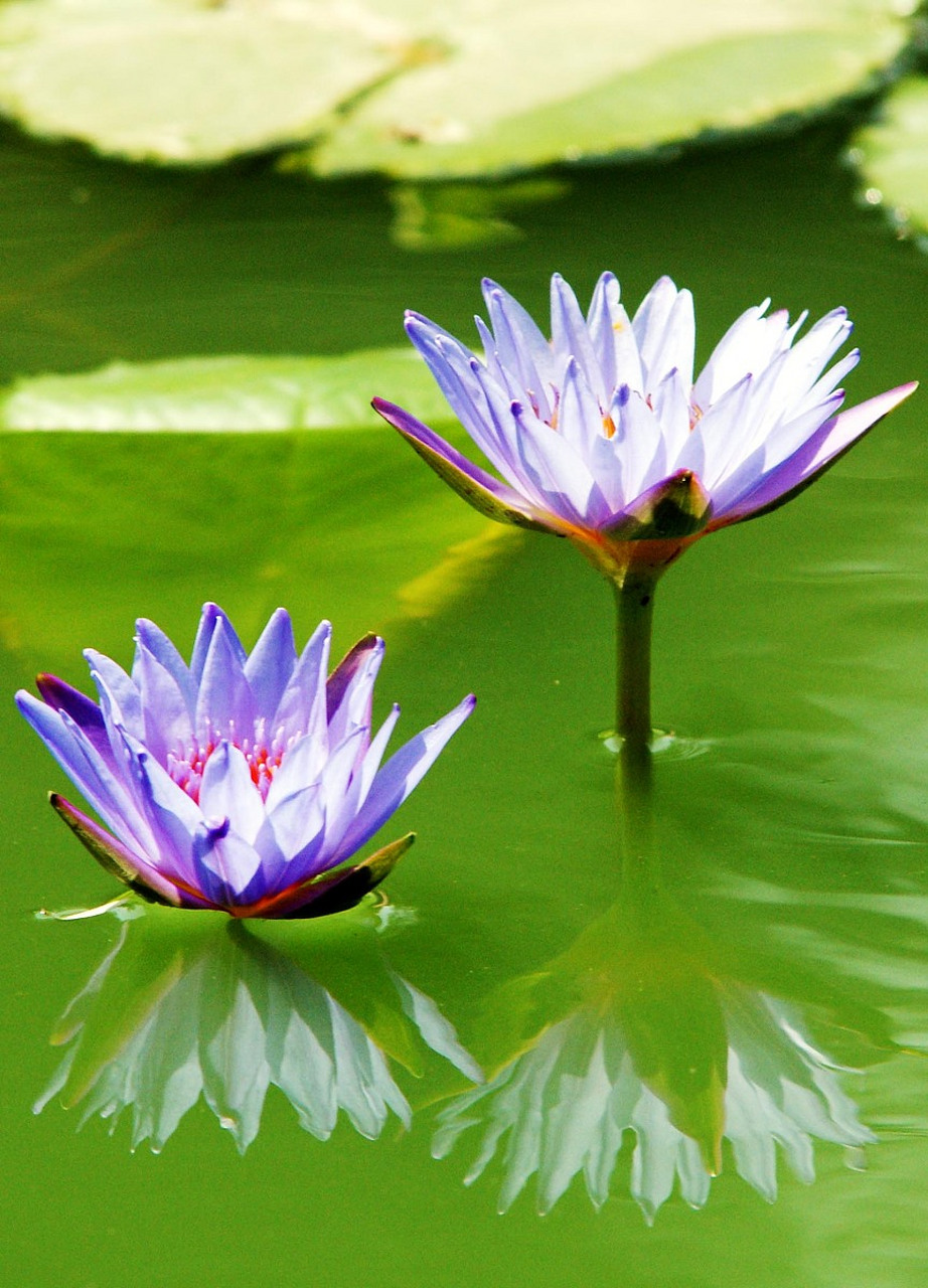 延药睡莲花期图片