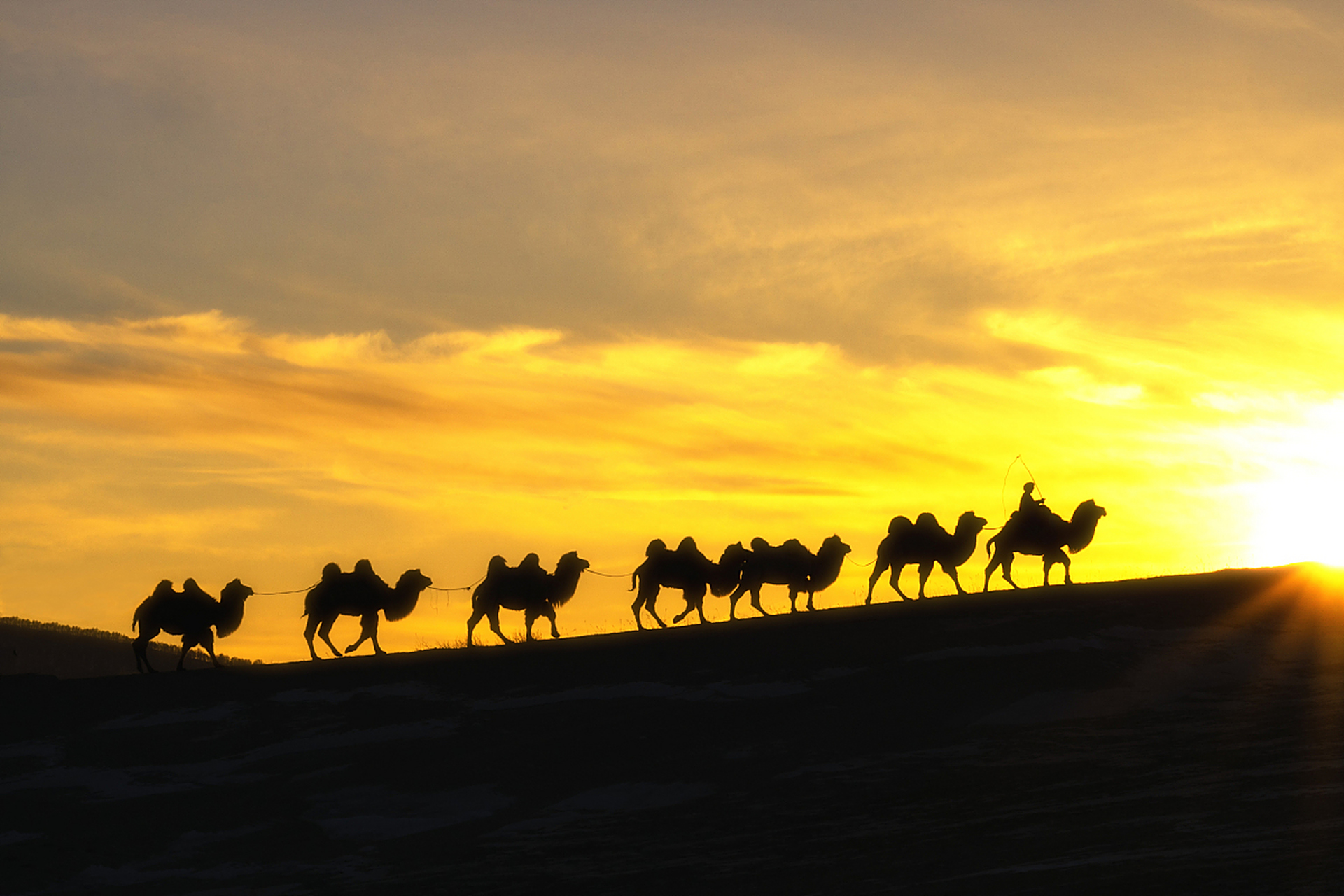 夕阳余晖尽染,骆驼身影健硕,画面柔美.#动物趣图