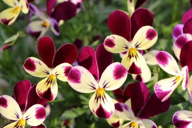 10张图带你走进蝴蝶花,像翩翩起舞的蝴蝶吗?