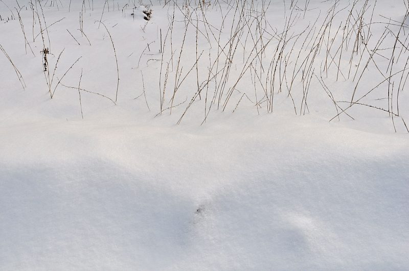 辟谣:东北大雪天遍地是虫子?真实情况是雪跳蚤