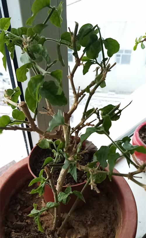 冬天茉莉花徒长要怎么处理好呢?