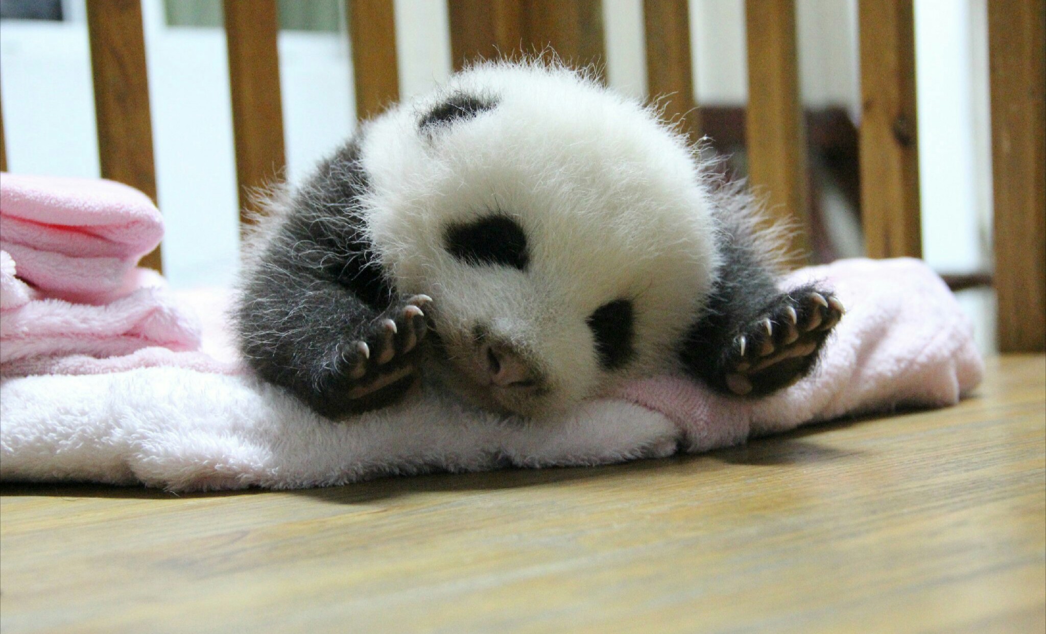 熊猫宝宝的撒娇方式,这几个你估计没见过