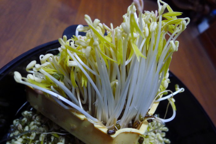 镶豆芽是慈禧最爱吃的菜品之一,原料也很简单,就只有豆芽与火腿而已.