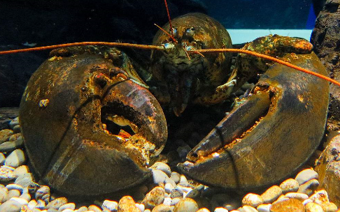 英国男子意外捕到巨型龙虾巨钳可剪断人手,这只龙虾伸直以后从虾钳到