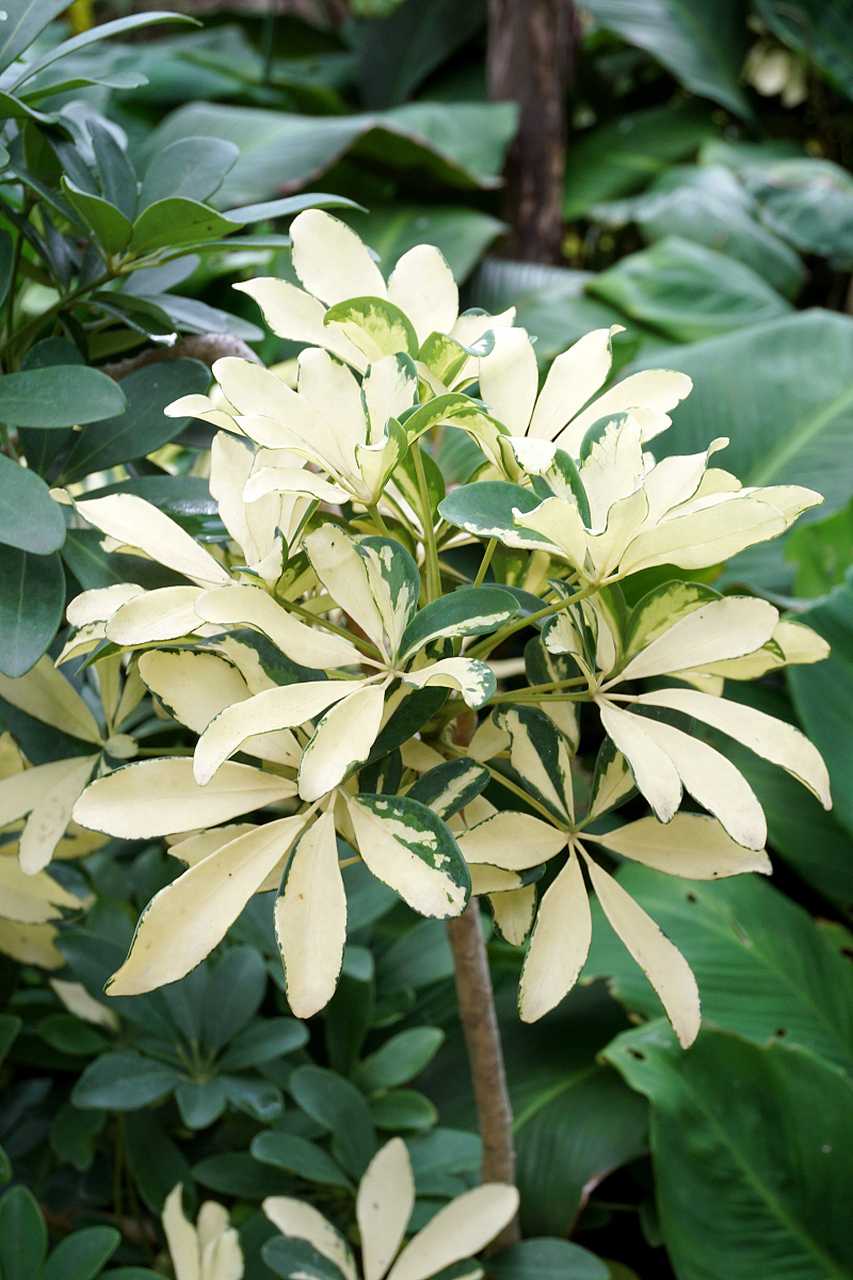 花叶鸭脚木是一种易于养护的植物,又称花叶鹅掌柴