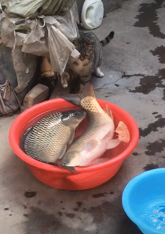 猫咪想要拖走大鱼,一脚把鱼拍晕,鱼动了一下,猫咪不淡定了!