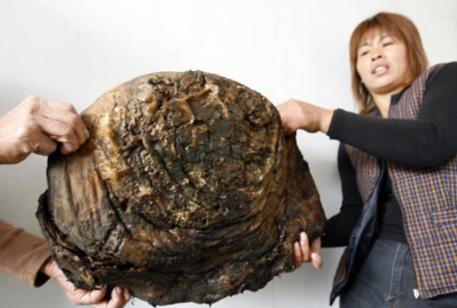 尽管太岁非常值钱,但是很不好找.