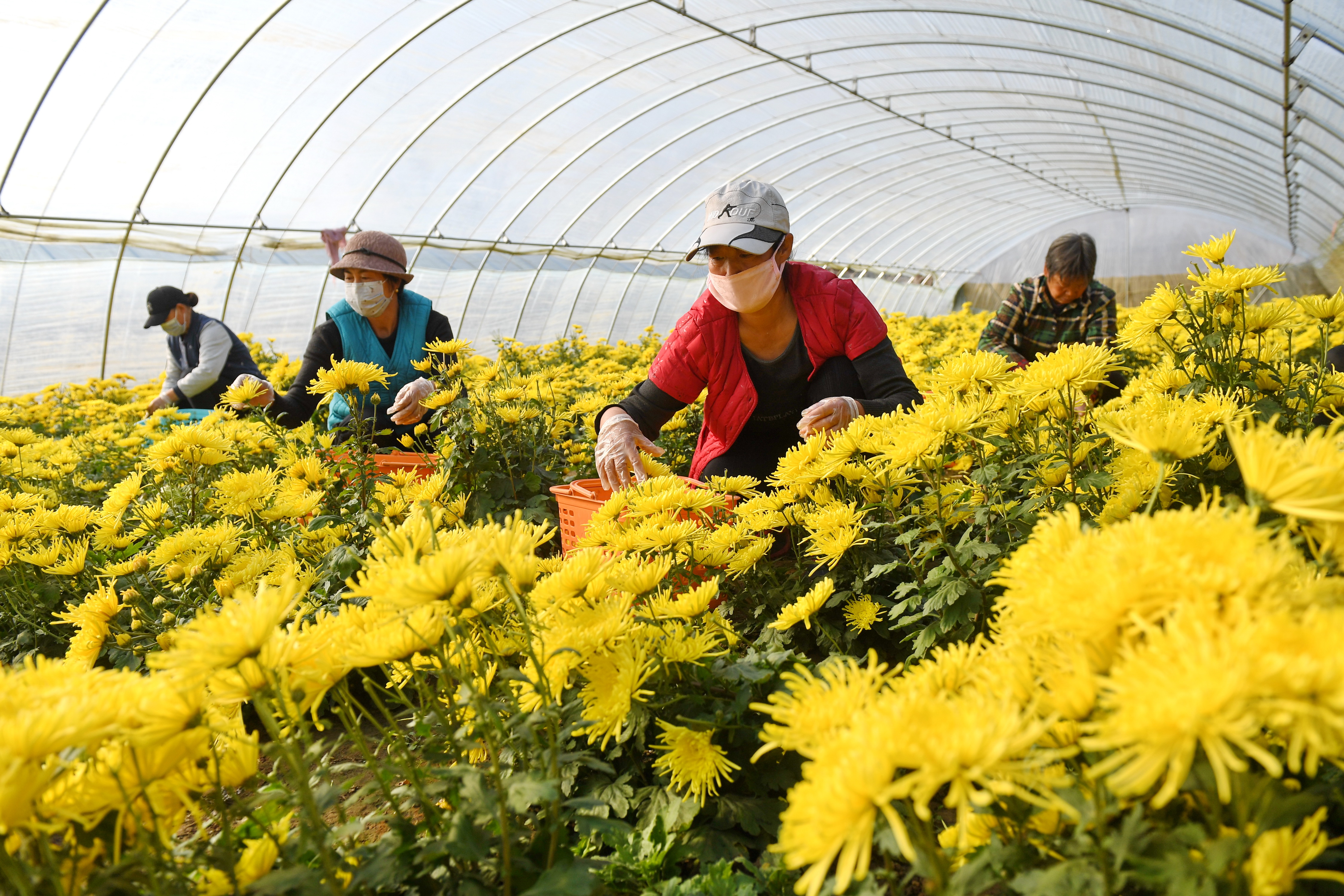 河北滦南:特色菊花种植拓宽致富路