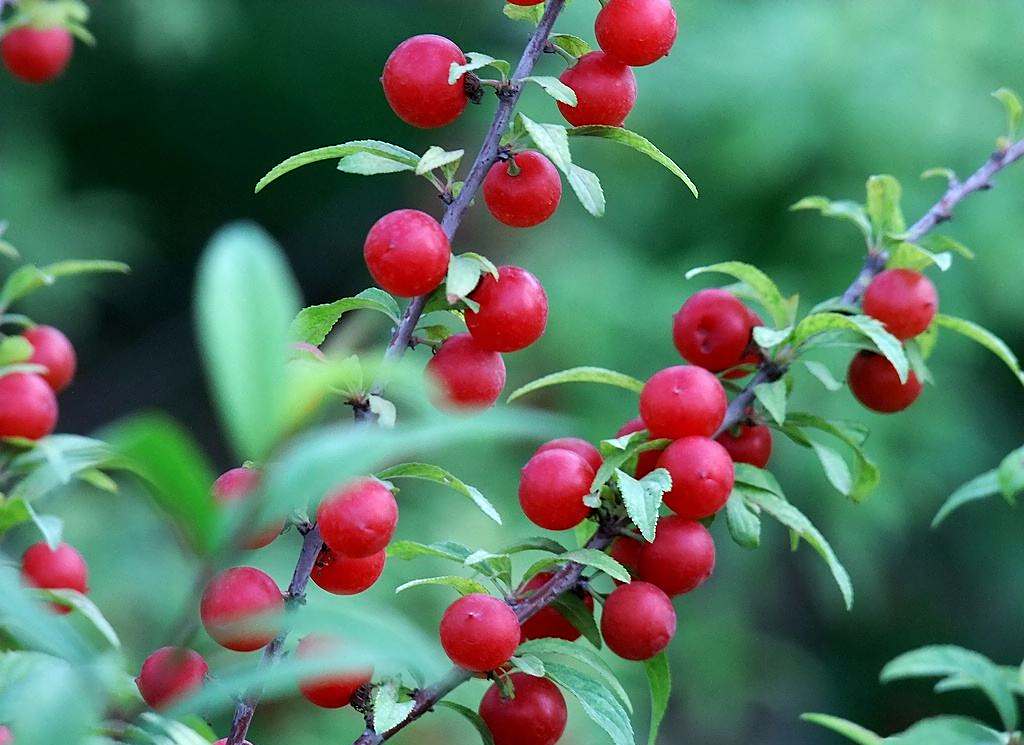 1盆"郁李"良心盆栽,花朵绽放让人心醉,可没想到果实有这功效