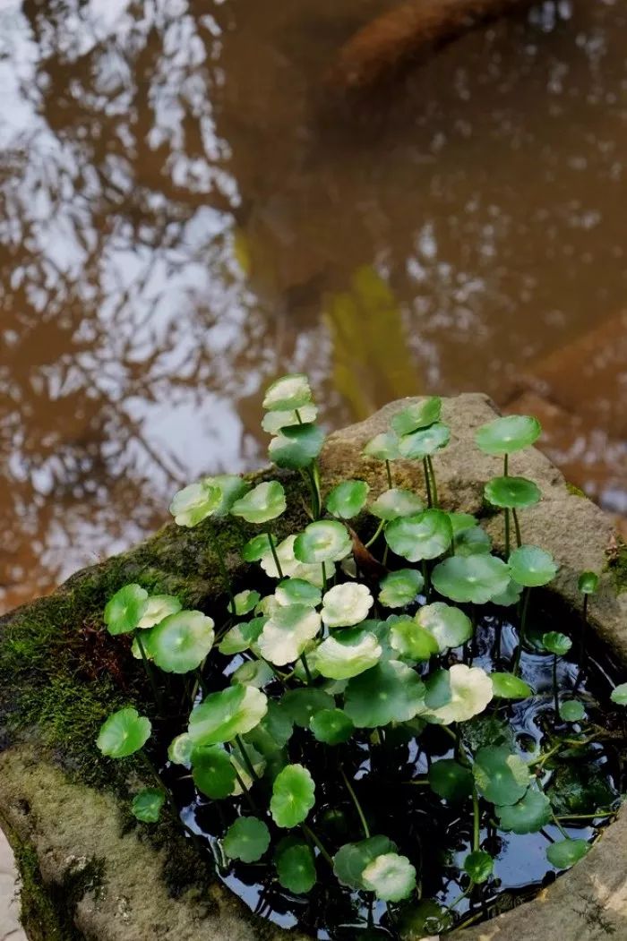 《初春小雨》