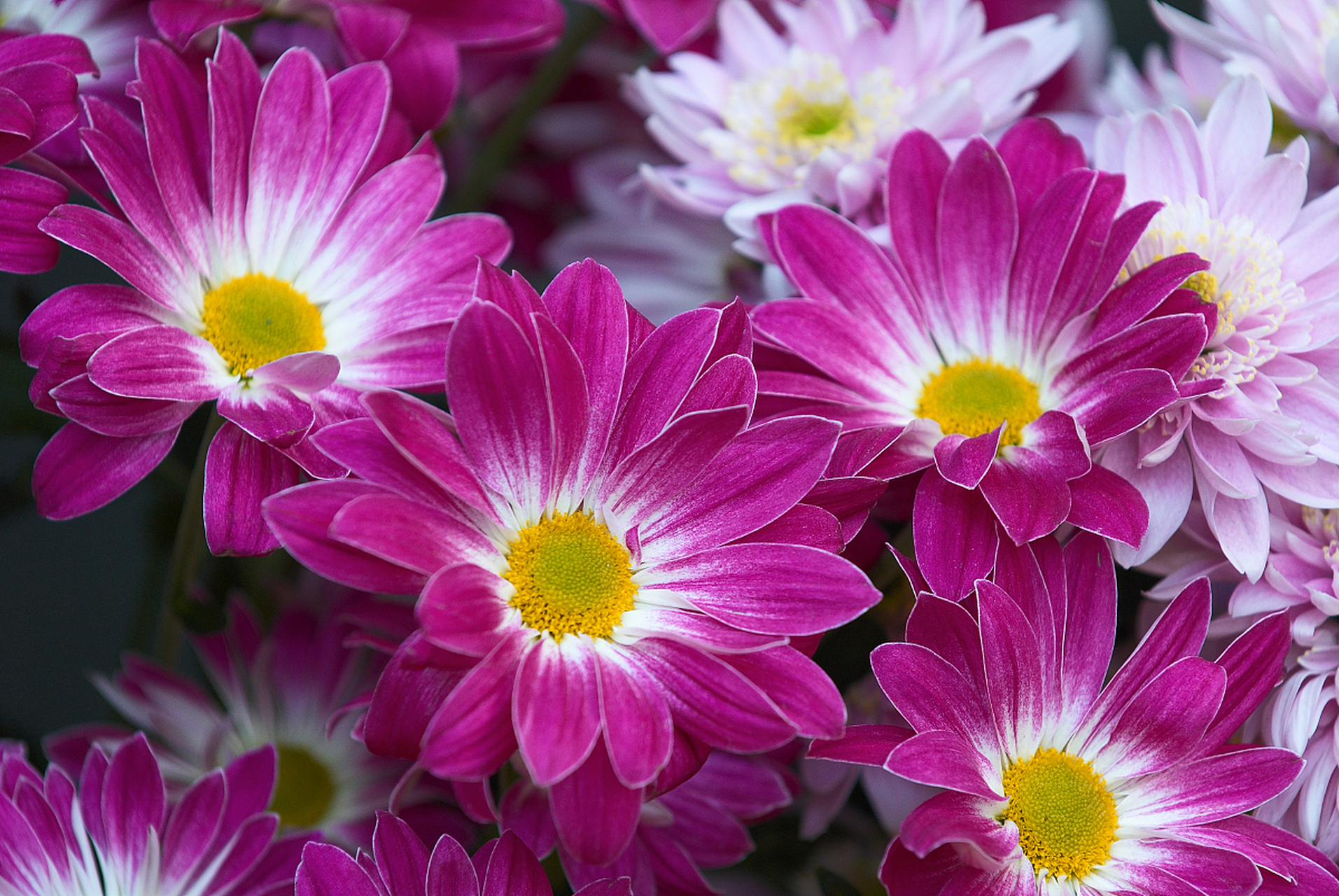 每日花语# 瓜叶菊的花语是纯洁,喜庆与幸运.