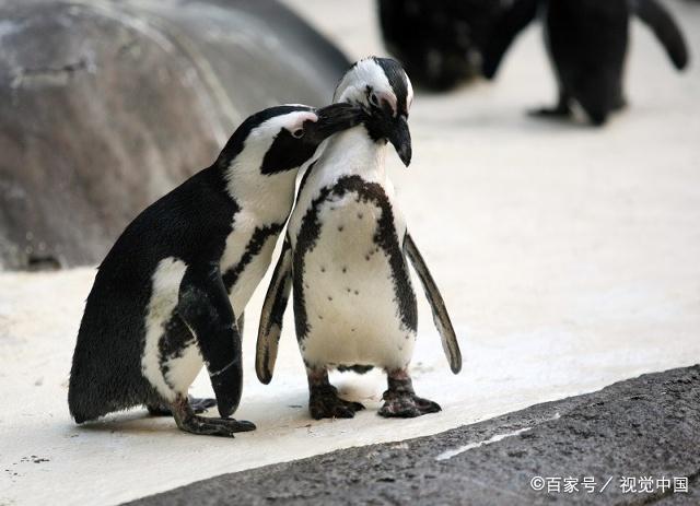 國外一個動物園,一對企鵝孵蛋失敗殘忍殺害4同胞