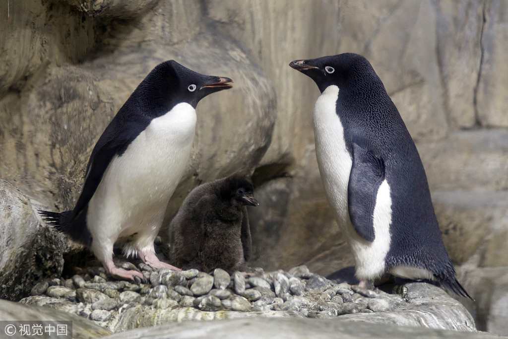 墨西哥动物园阿德利企鹅自然孵化成功 小企鹅走路萌翻了
