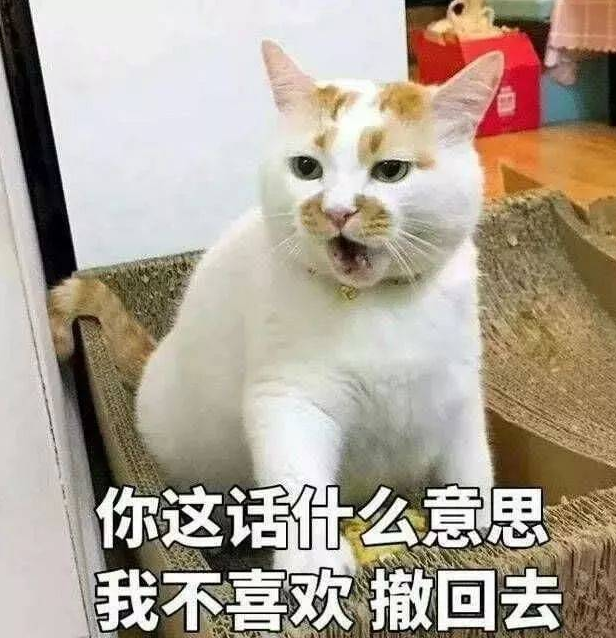 网友:布偶很乖很听话的,猫主人:你看着我家猫再说一次