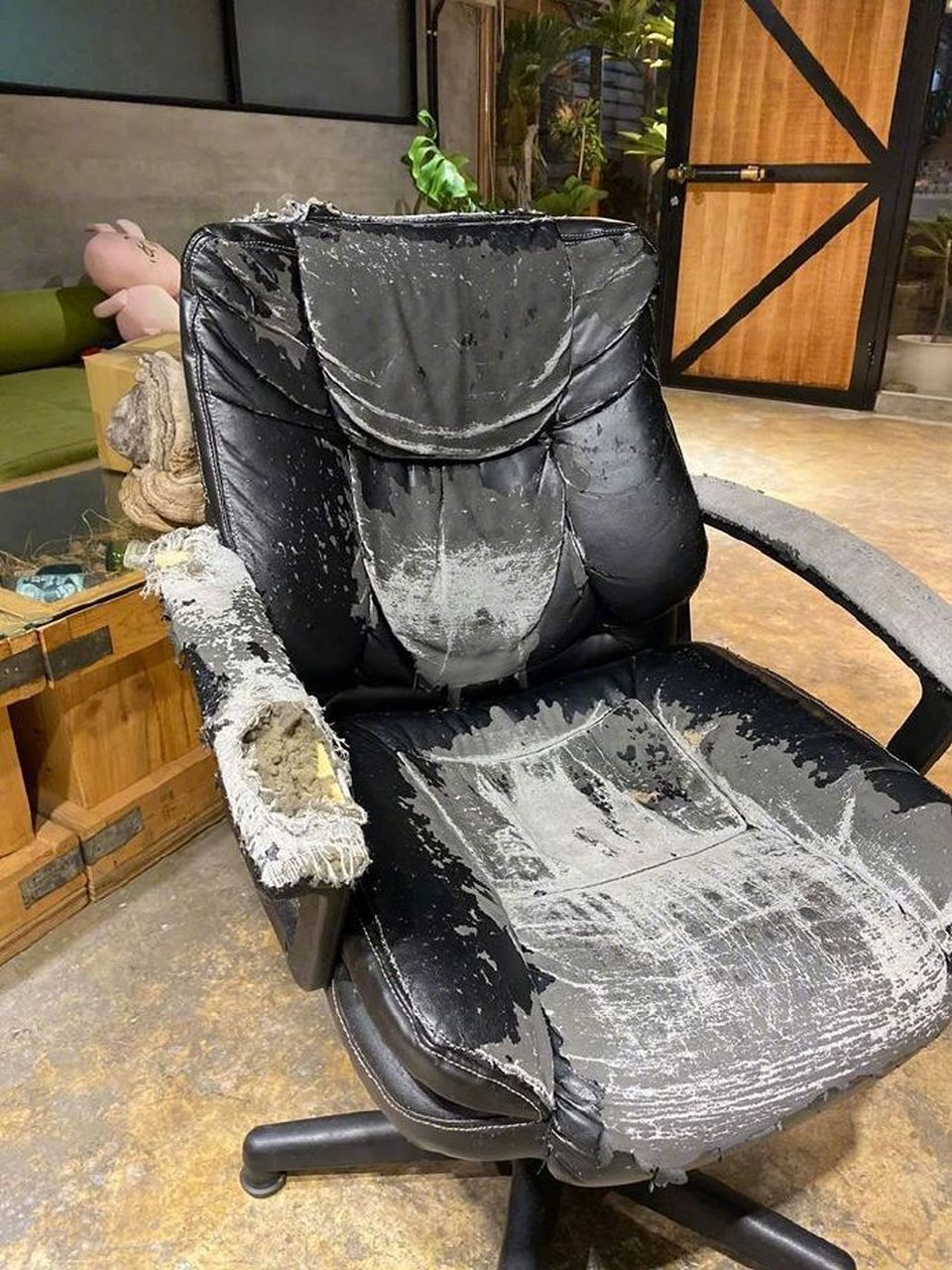 万物皆可云#【云吸猫】2年前的办公椅,现在已经被挠着这样了.