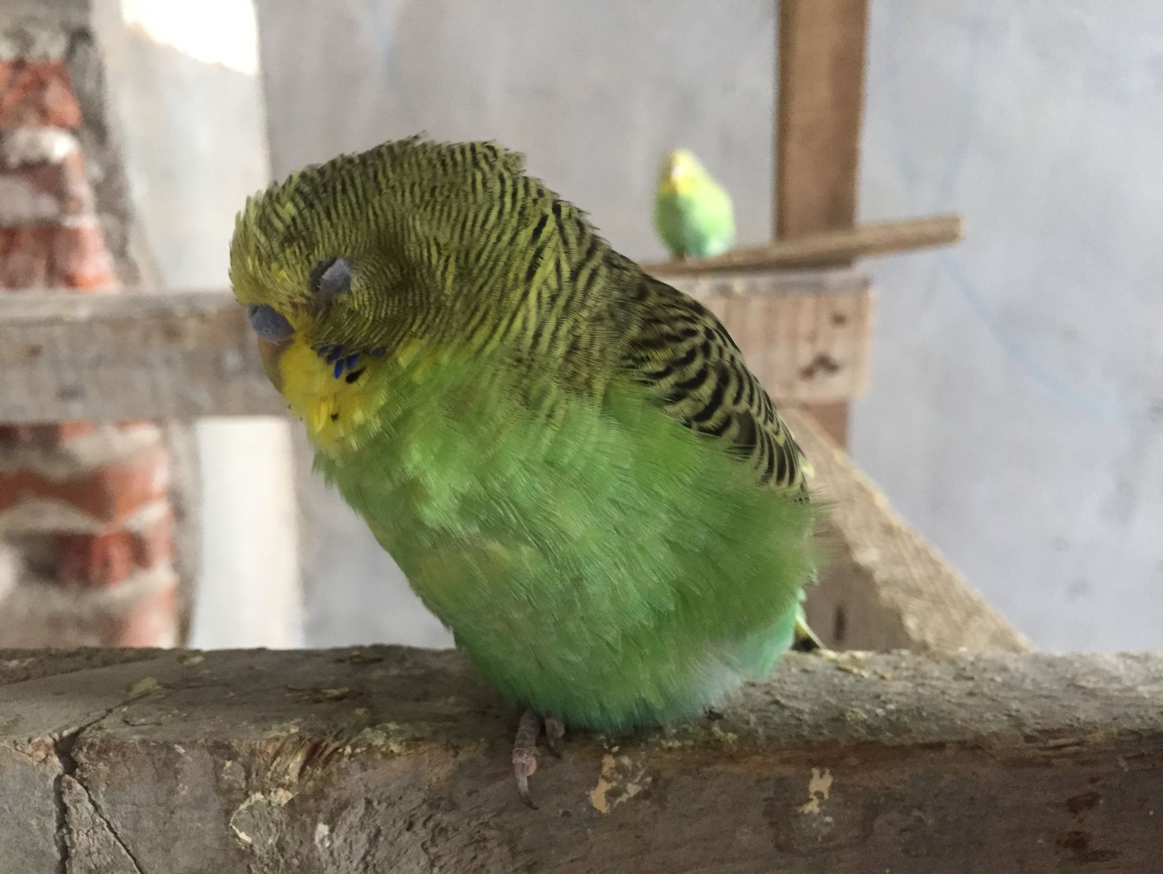 小鹦鹉睡觉的样子真可爱,最后一个最喜欢!