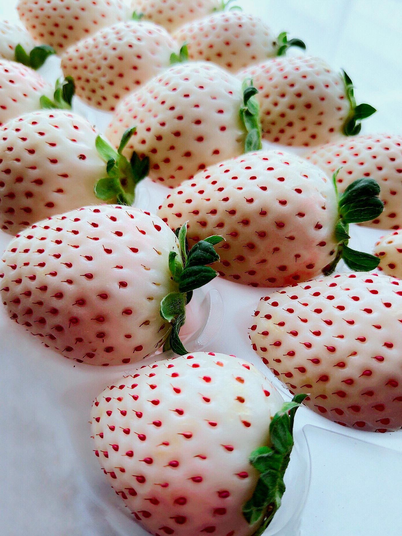 霍思燕给嗯哼准备不少价格不菲的水果,其中有一种就是白草莓,因为不是