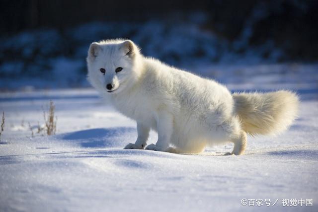 体型又小又肥胖的北极狐,你会喜欢吗?